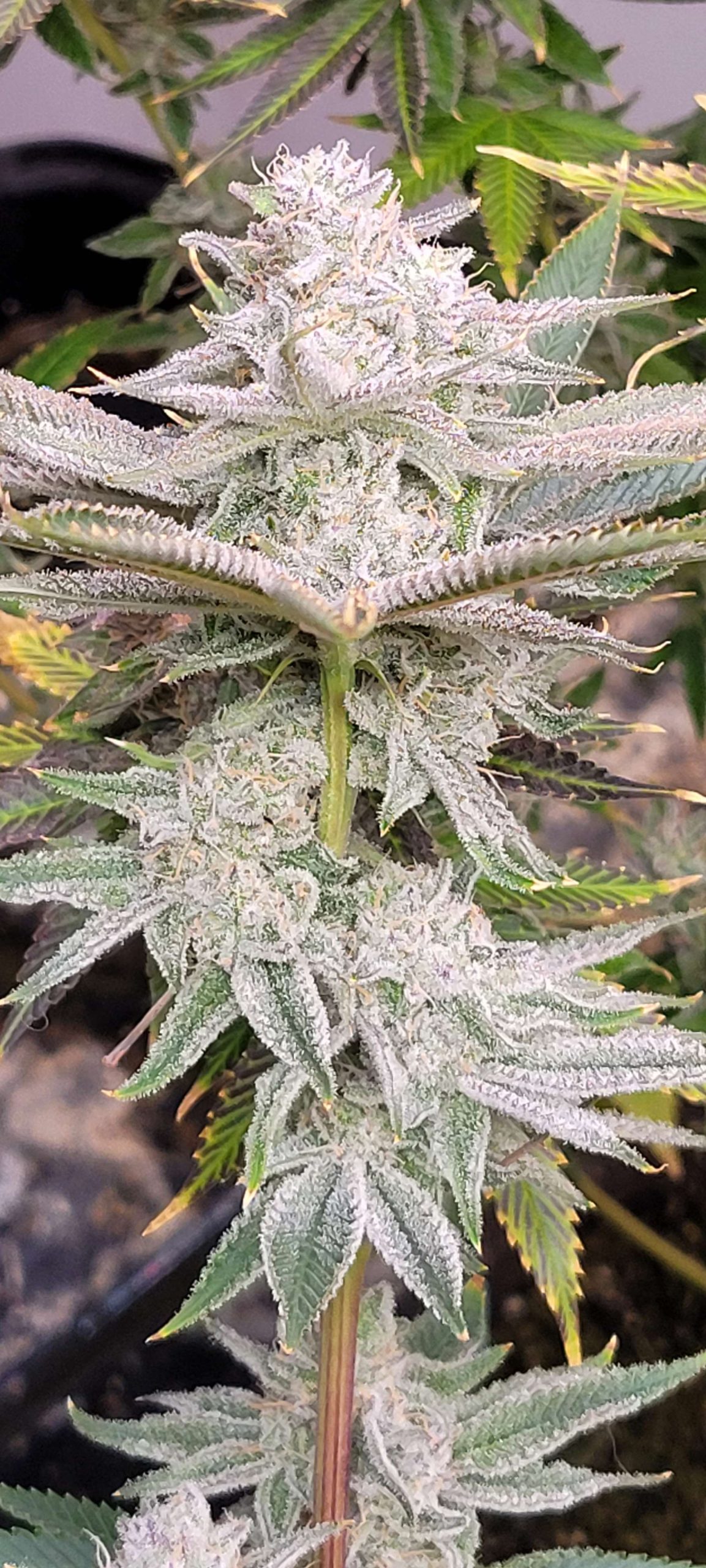 Gorilla Fusion F1 (Photo Fem) - Image 5