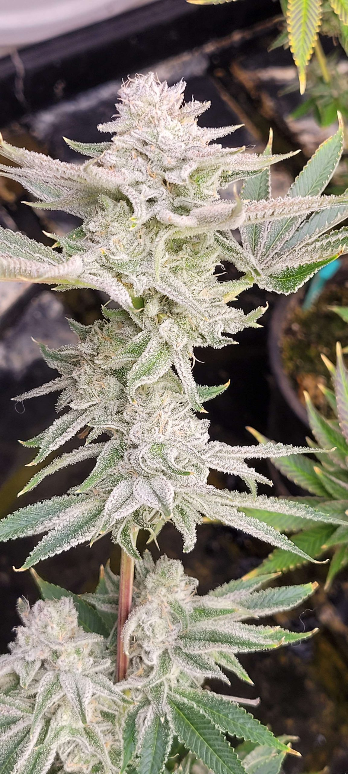 Gorilla Fusion F1 (Photo Fem) - Image 3