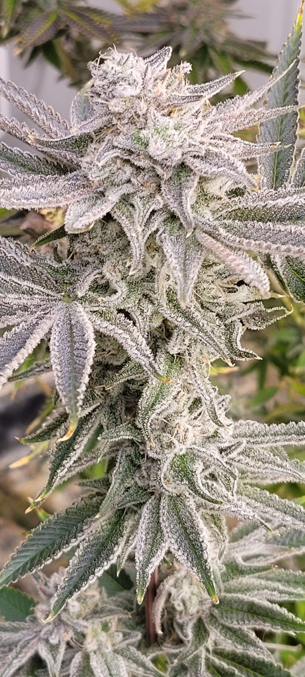 Gorilla Fusion F1 (Photo Fem) - Image 4