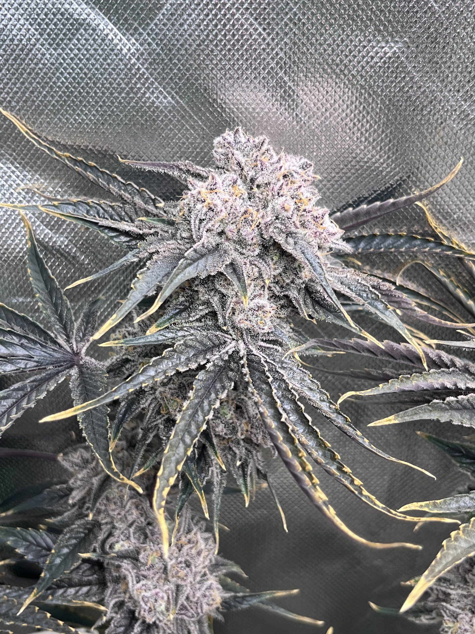 Gorilla Fusion F1 (Photo Fem) - Image 11