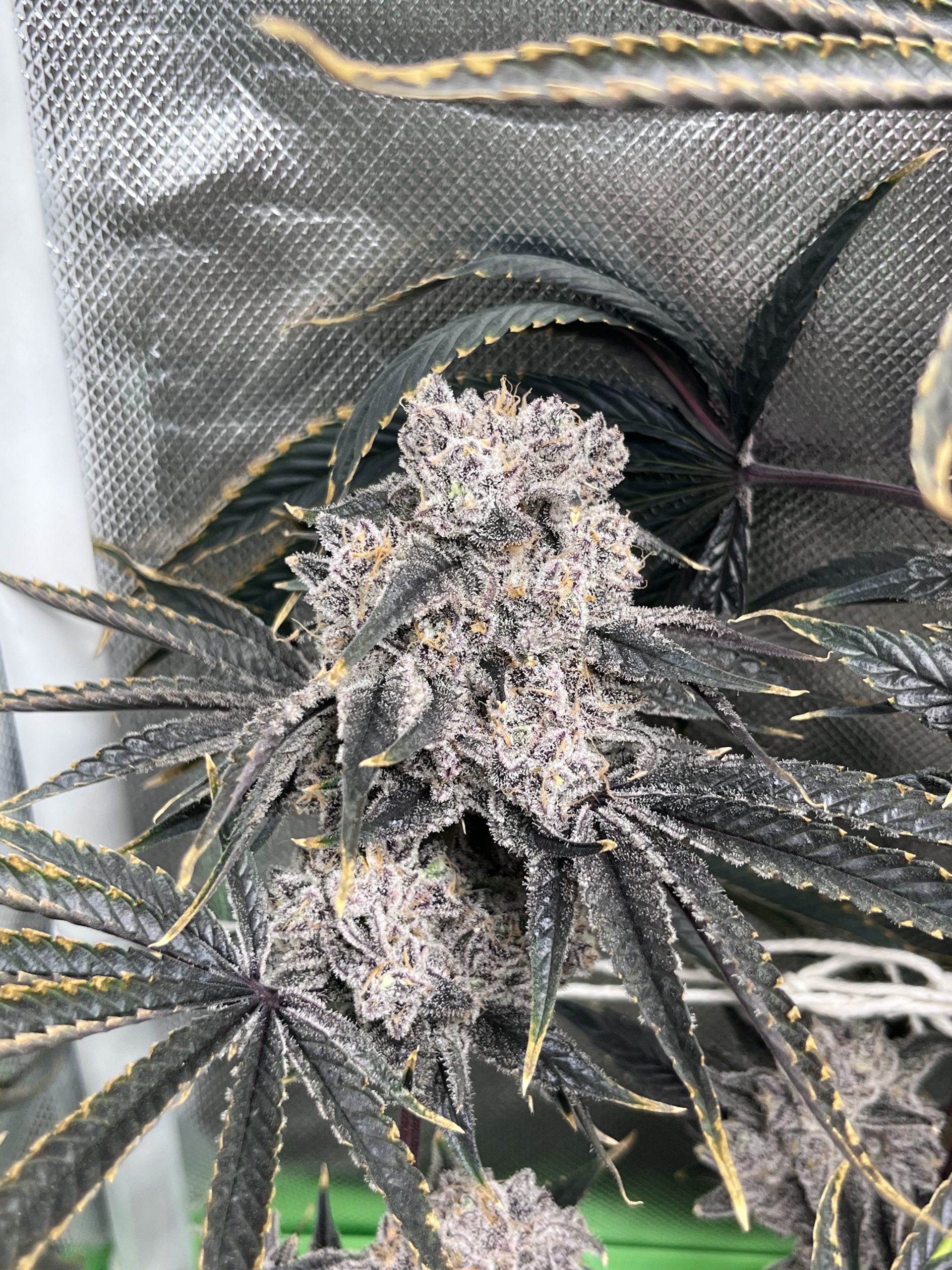 Gorilla Fusion F1 (Photo Fem) - Image 6