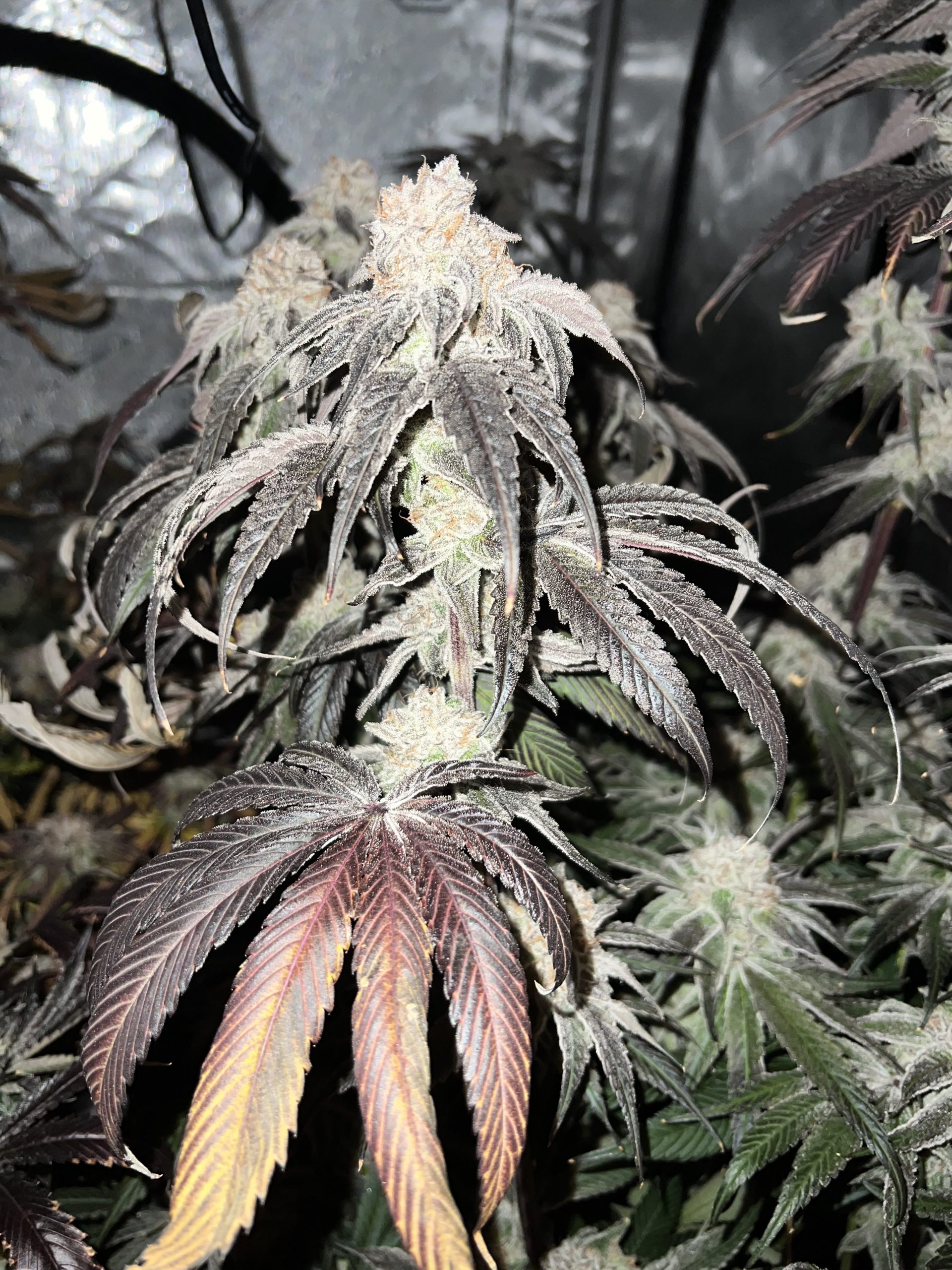 Gorilla Fusion F1 (Photo Fem) - Image 12