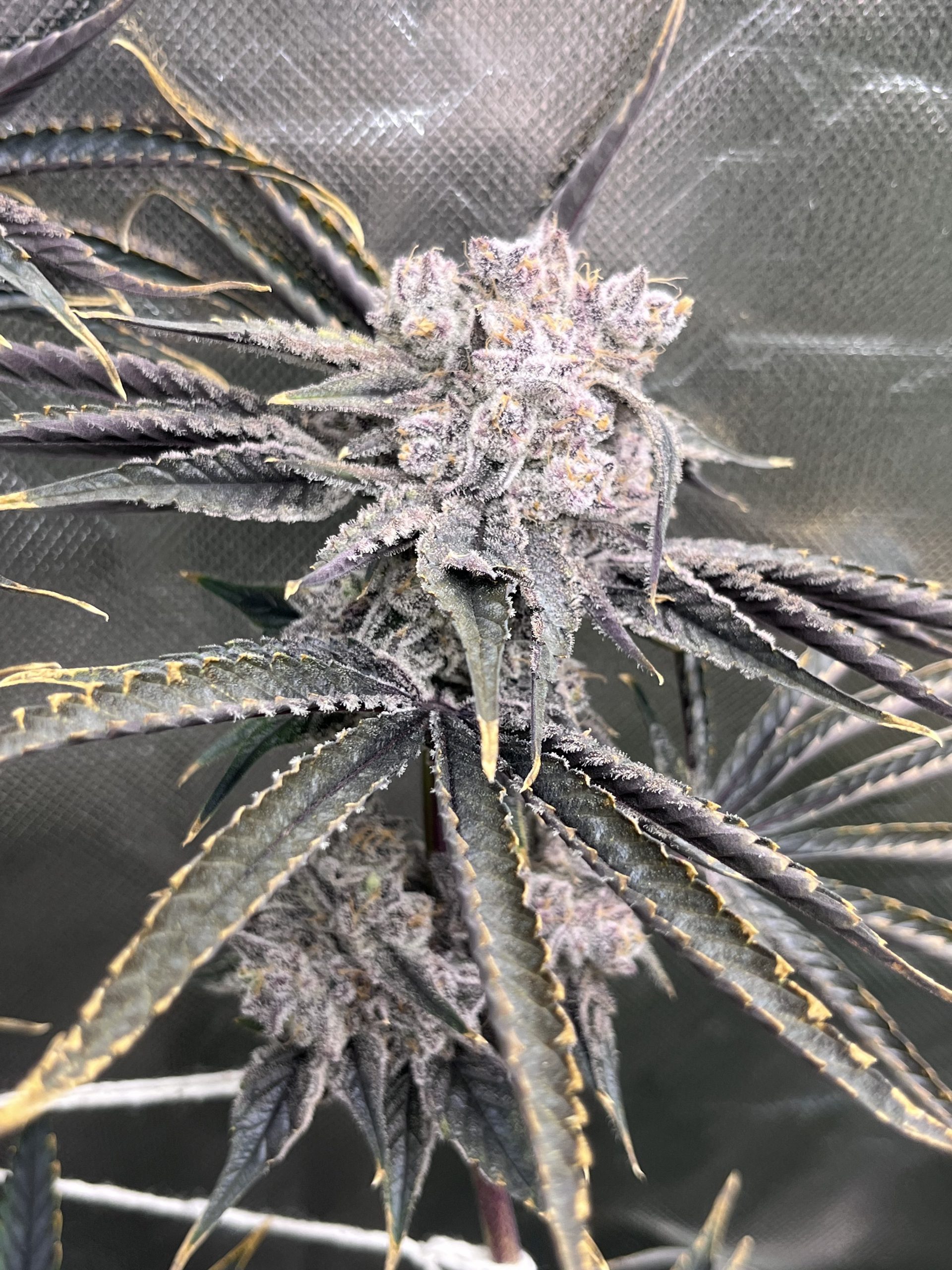 Gorilla Fusion F1 (Photo Fem) - Image 13