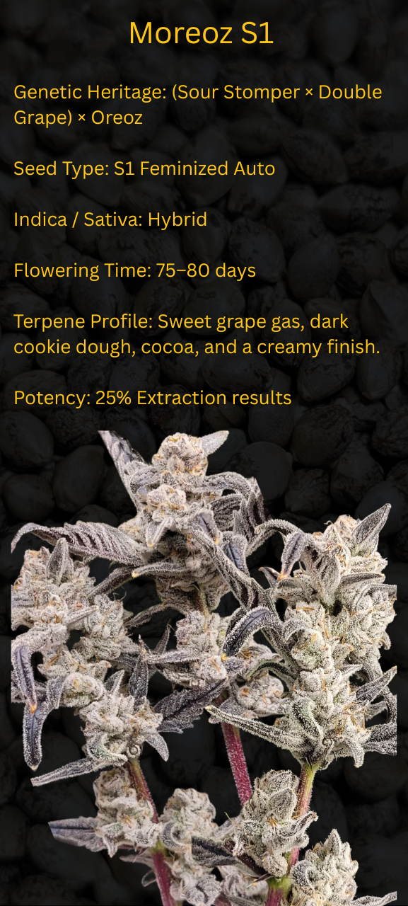 Moreoz S1 (Auto Fem) - Image 4