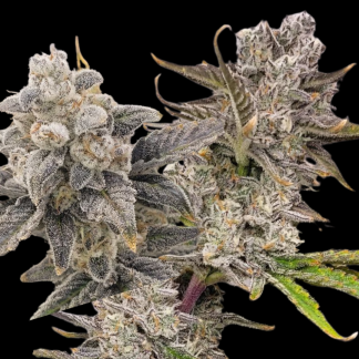 Tang-Oz (Auto Fem)