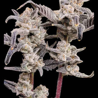 Moreoz S1 (Auto Fem)